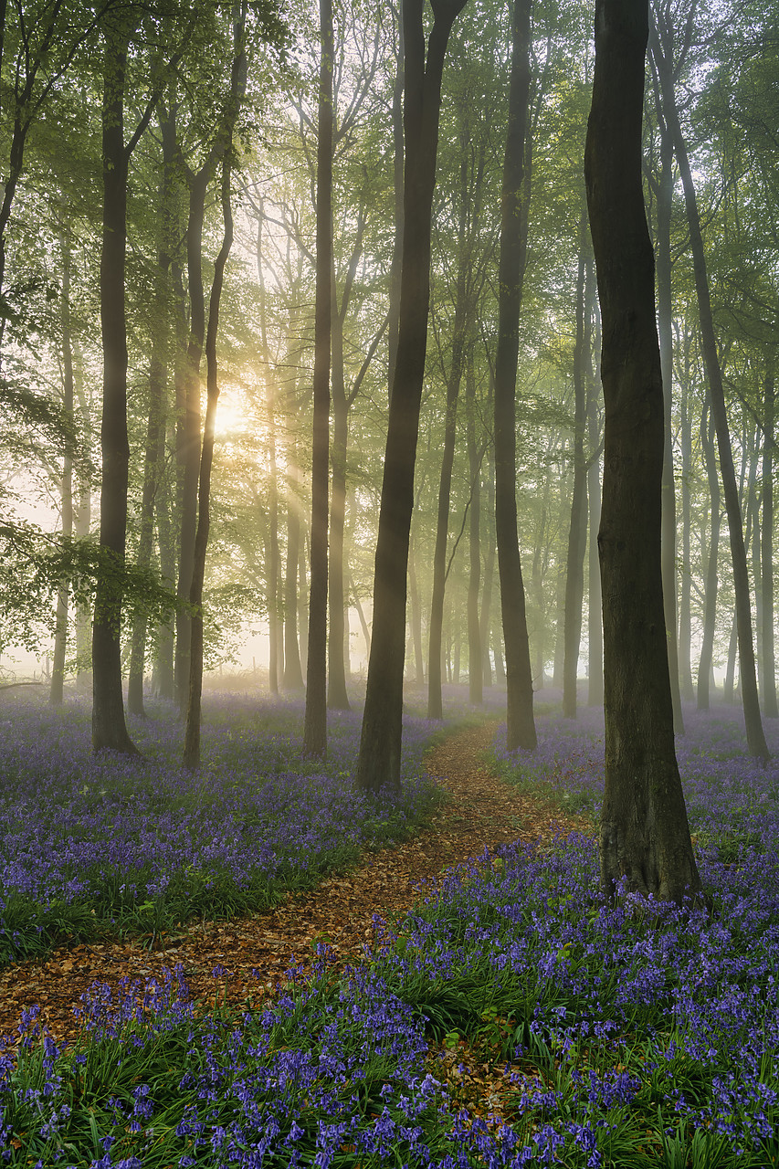 #400110-2 - Path Through Bluebell (Hyacinthoides non-scripta) Wood in Mist, England