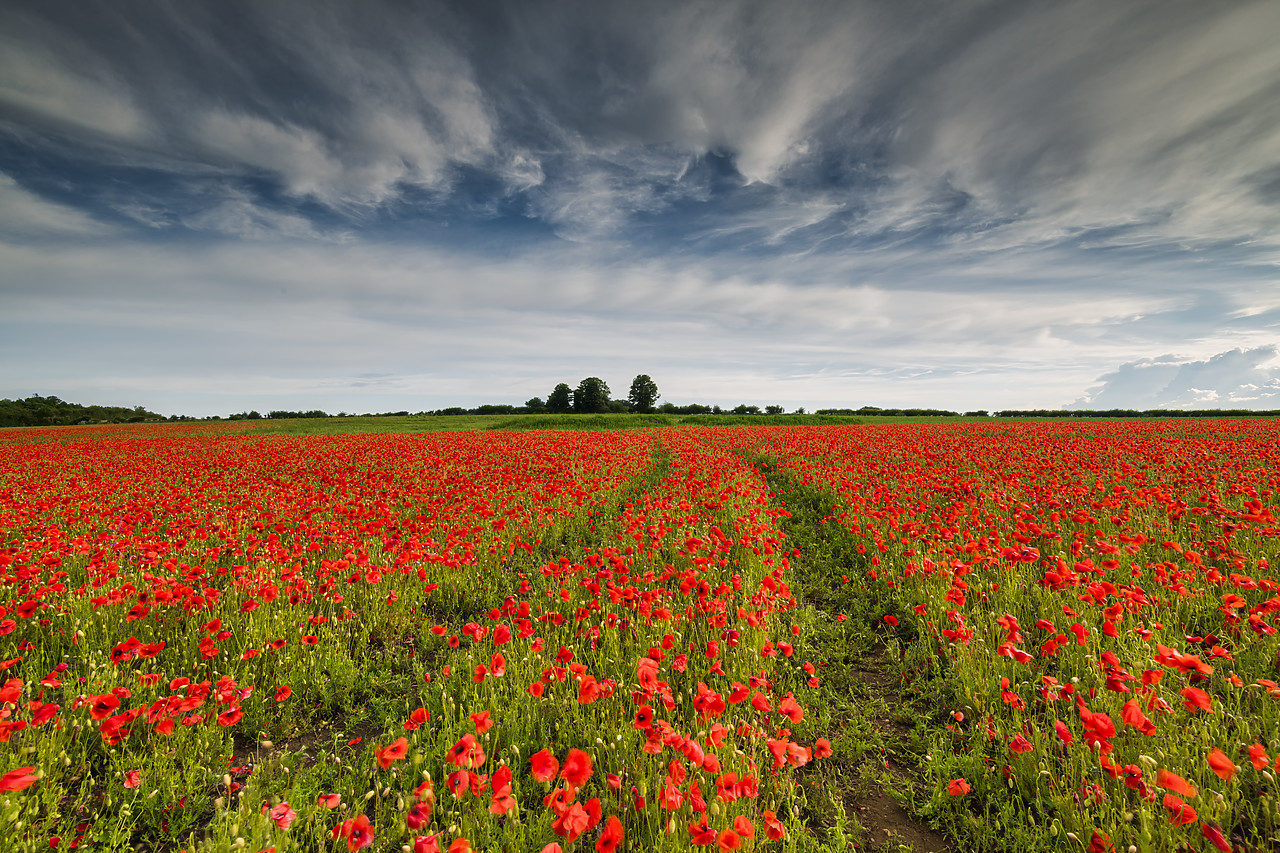 #400126-1 - Field of English Poppies, Norwich, Norfolk, England