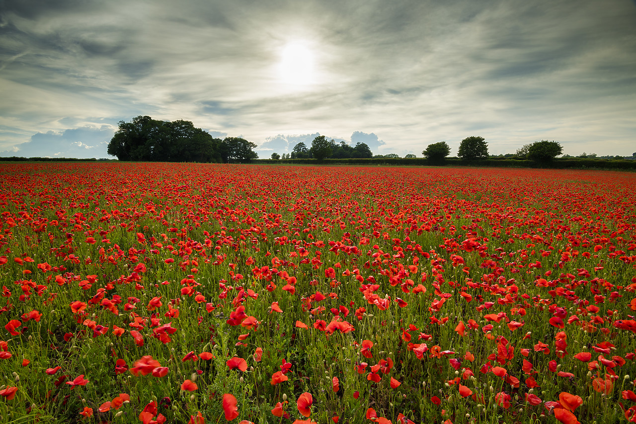 #400127-1 - Field of English Poppies, Norwich, Norfolk, England
