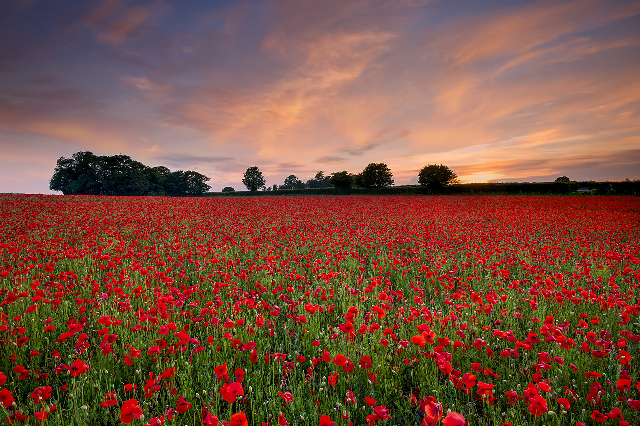 #400128-1 - Field of English Poppies at Sunset, Norwich, Norfolk, England