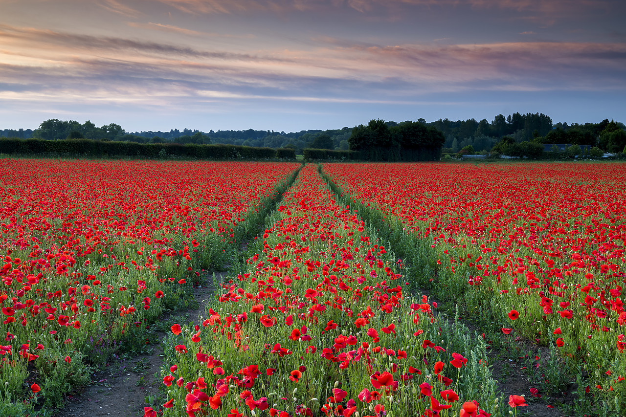 #400129-1 - Field of English Poppies, Norwich, Norfolk, England