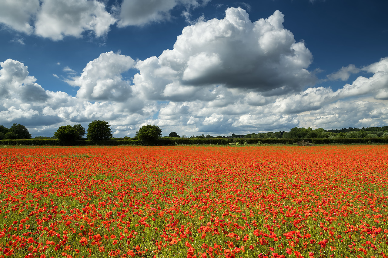 #400130-1 - Field of English Poppies, Norwich, Norfolk, England