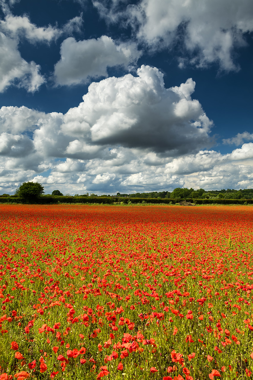 #400130-2 - Field of English Poppies, Norwich, Norfolk, England