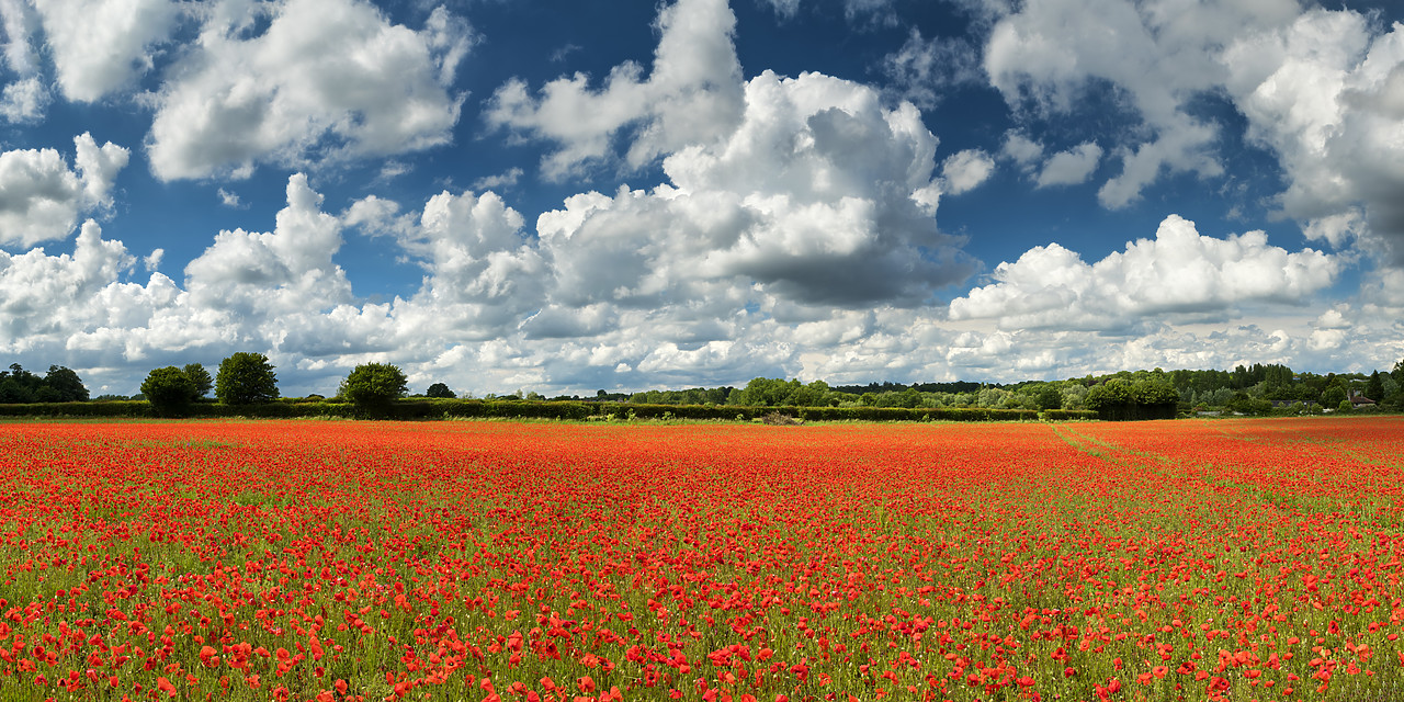 #400131-1 - Field of English Poppies, Norwich, Norfolk, England