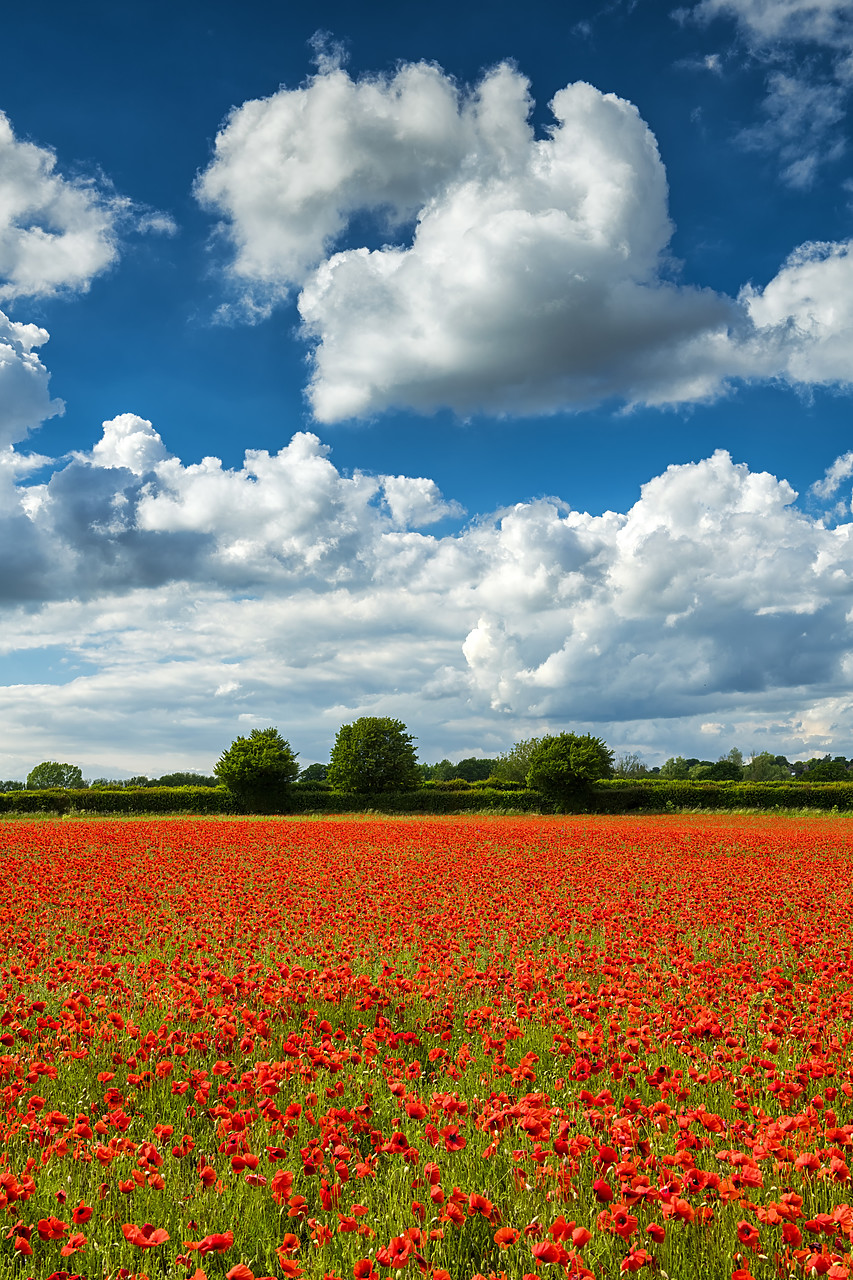 #400131-2 - Field of English Poppies, Norwich, Norfolk, England