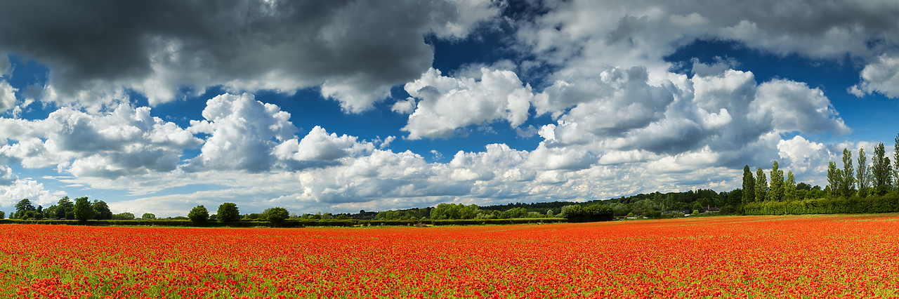 #400131-3 - Field of English Poppies, Norwich, Norfolk, England