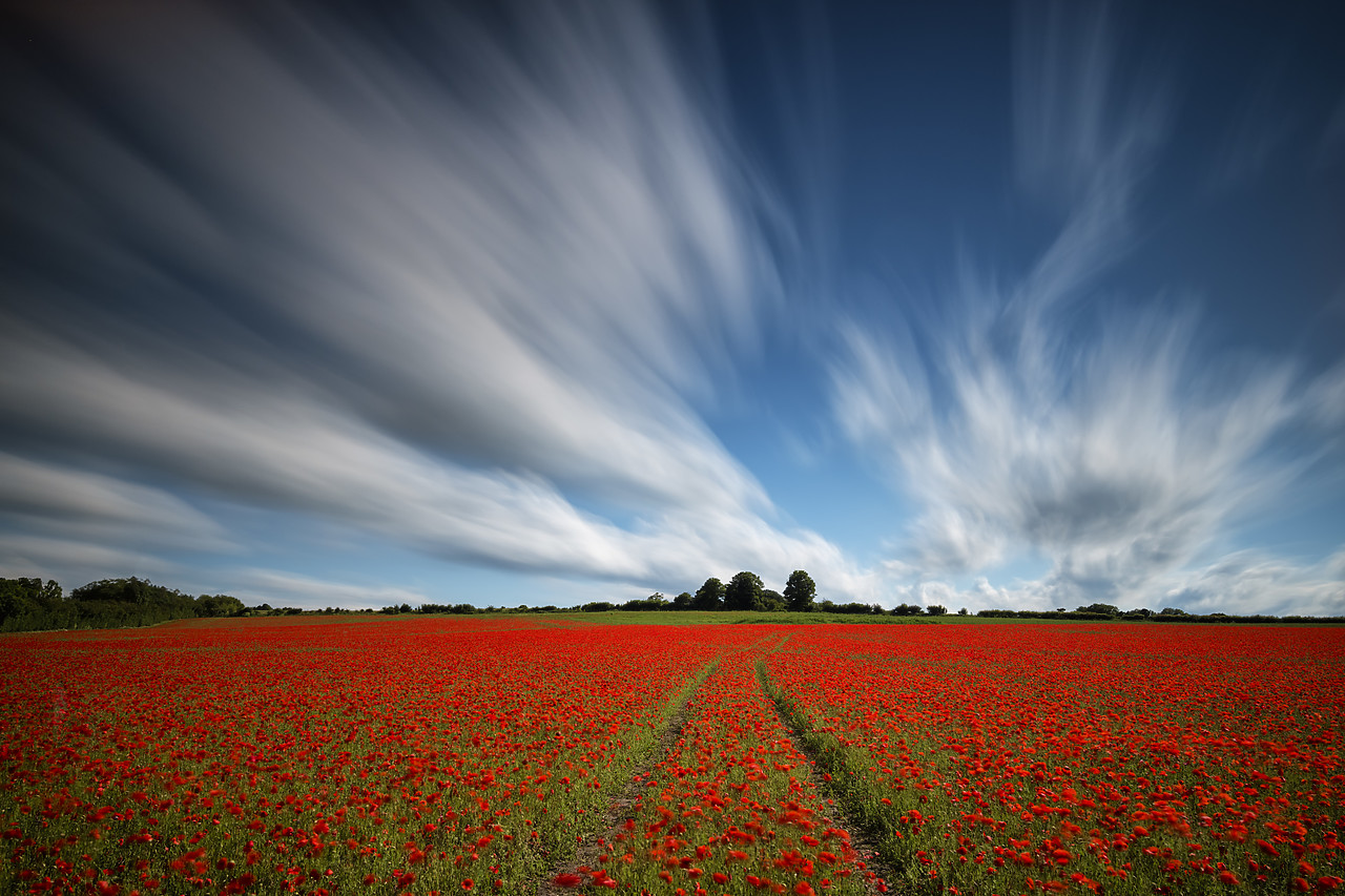 #400132-1-2 - Field of English Poppies, Norwich, Norfolk, England