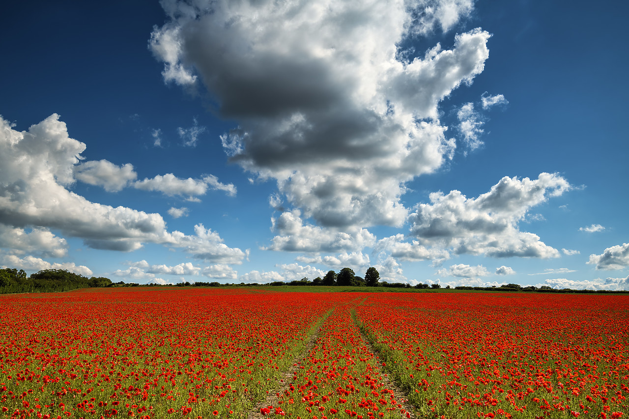 #400132-1 - Field of English Poppies, Norwich, Norfolk, England