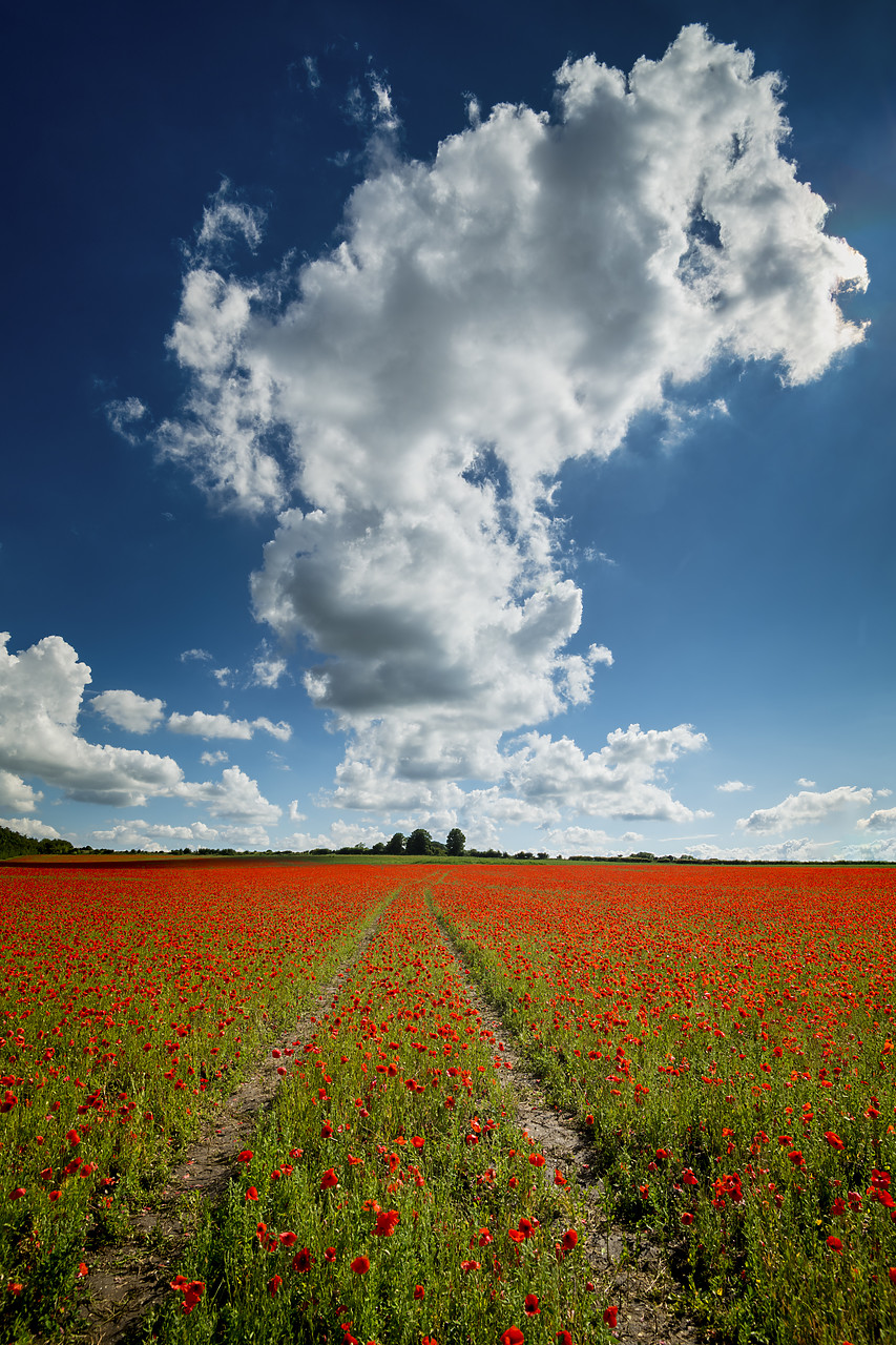 #400132-2 - Field of English Poppies, Norwich, Norfolk, England