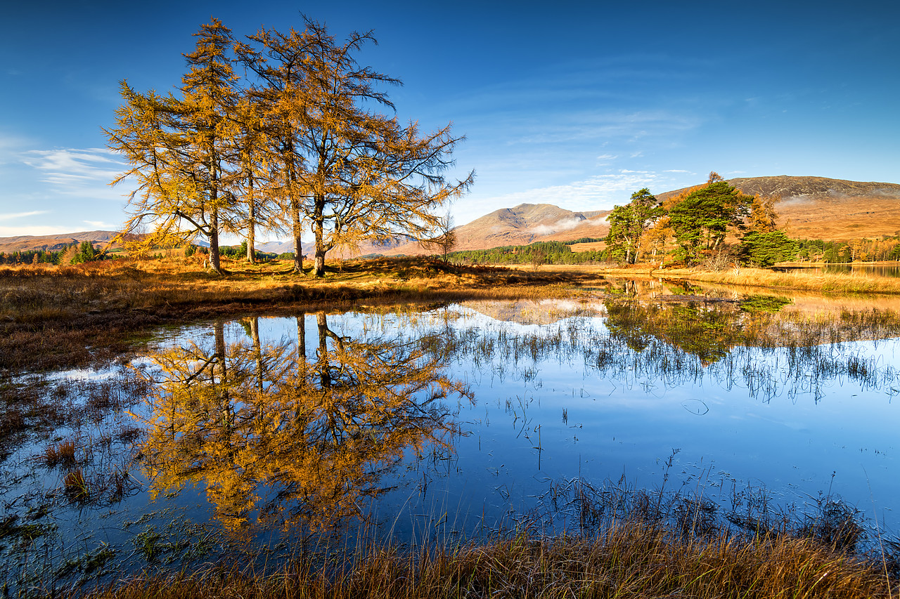 #400281-1 - Larch Trees Reflecting in Loch Tulla in Autumn, Argyll & Bute, Scotland