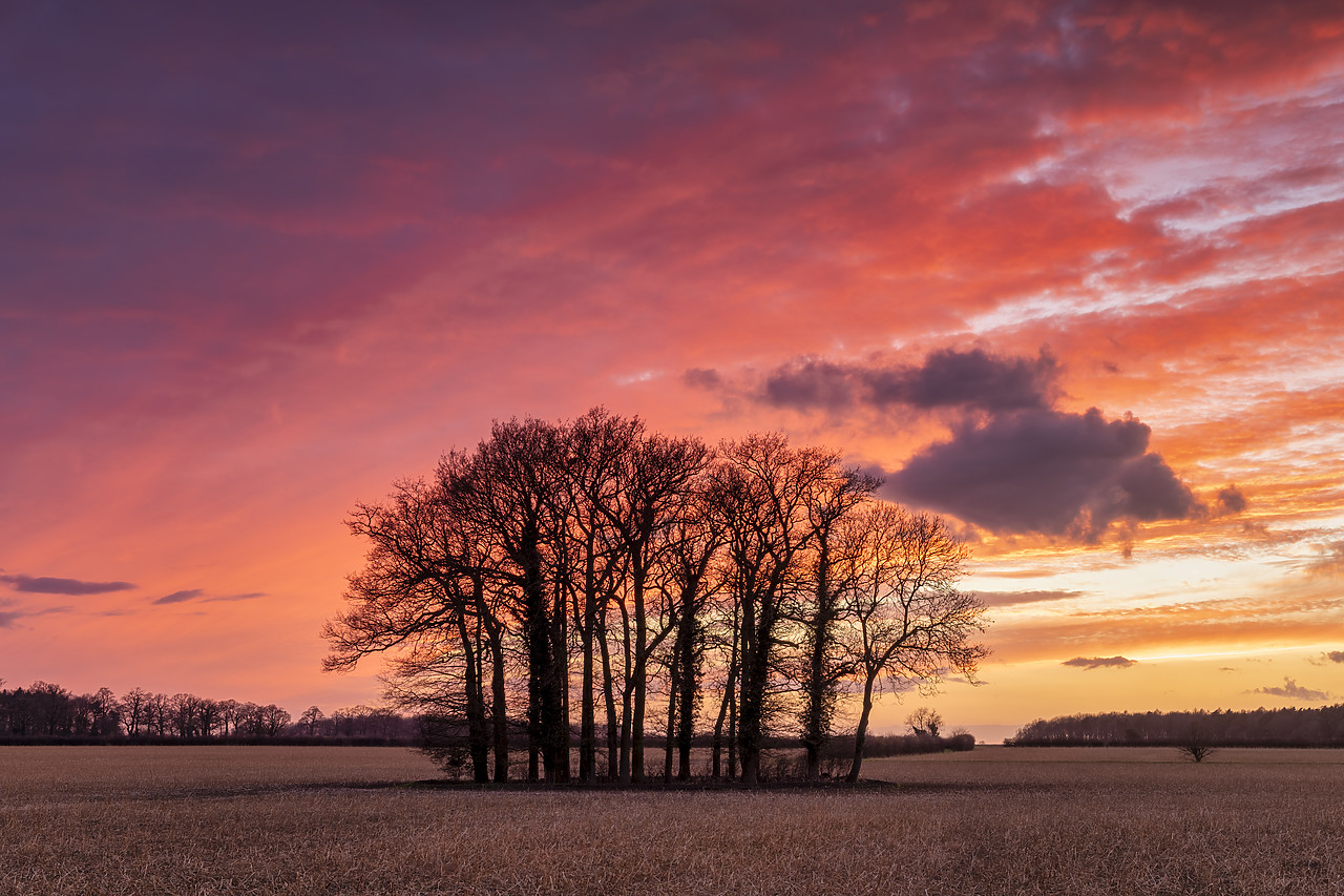 #410027-1 - Copse of Trees at Sunset, Ketteringham, Norfolk, England