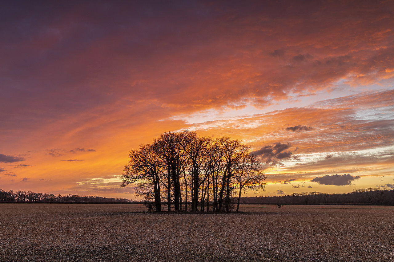 #410028-1 - Copse of Trees at Sunset, Ketteringham, Norfolk, England