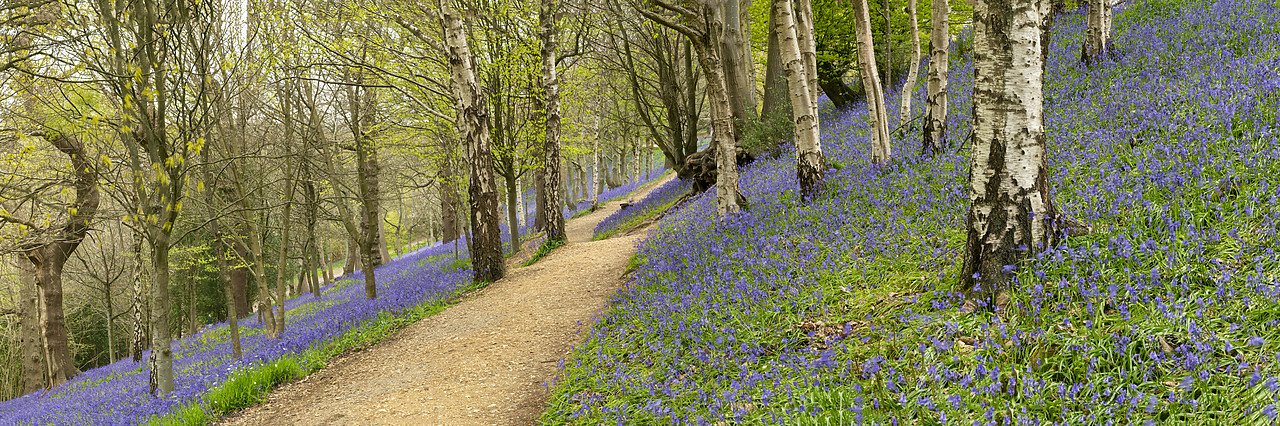 #410092-2 - Path Through Bluebells, Emmetts Garden, Ide Hill, Kent, England
