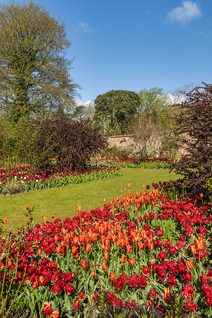 #410112-2 - Tulips at Pashley Manor Gardens, Ticehurst, East Sussex, England