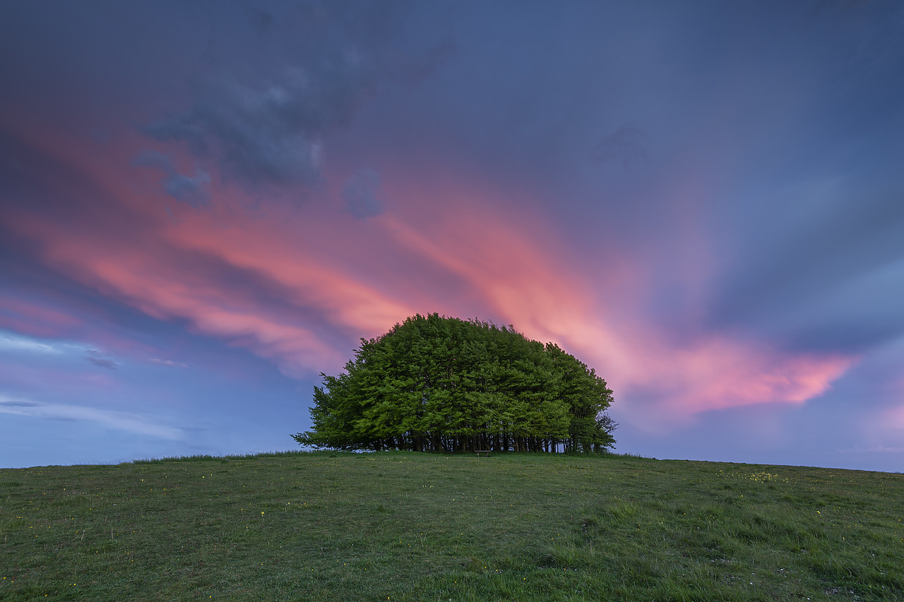 #410145-1 - Sunset Clouds over Beech Trees, Win Green Hill, Wiltshire, England