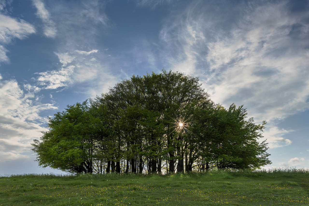 #410146-1 - Sunburst Through Beech Trees, Win Green Hill, Wiltshire, England
