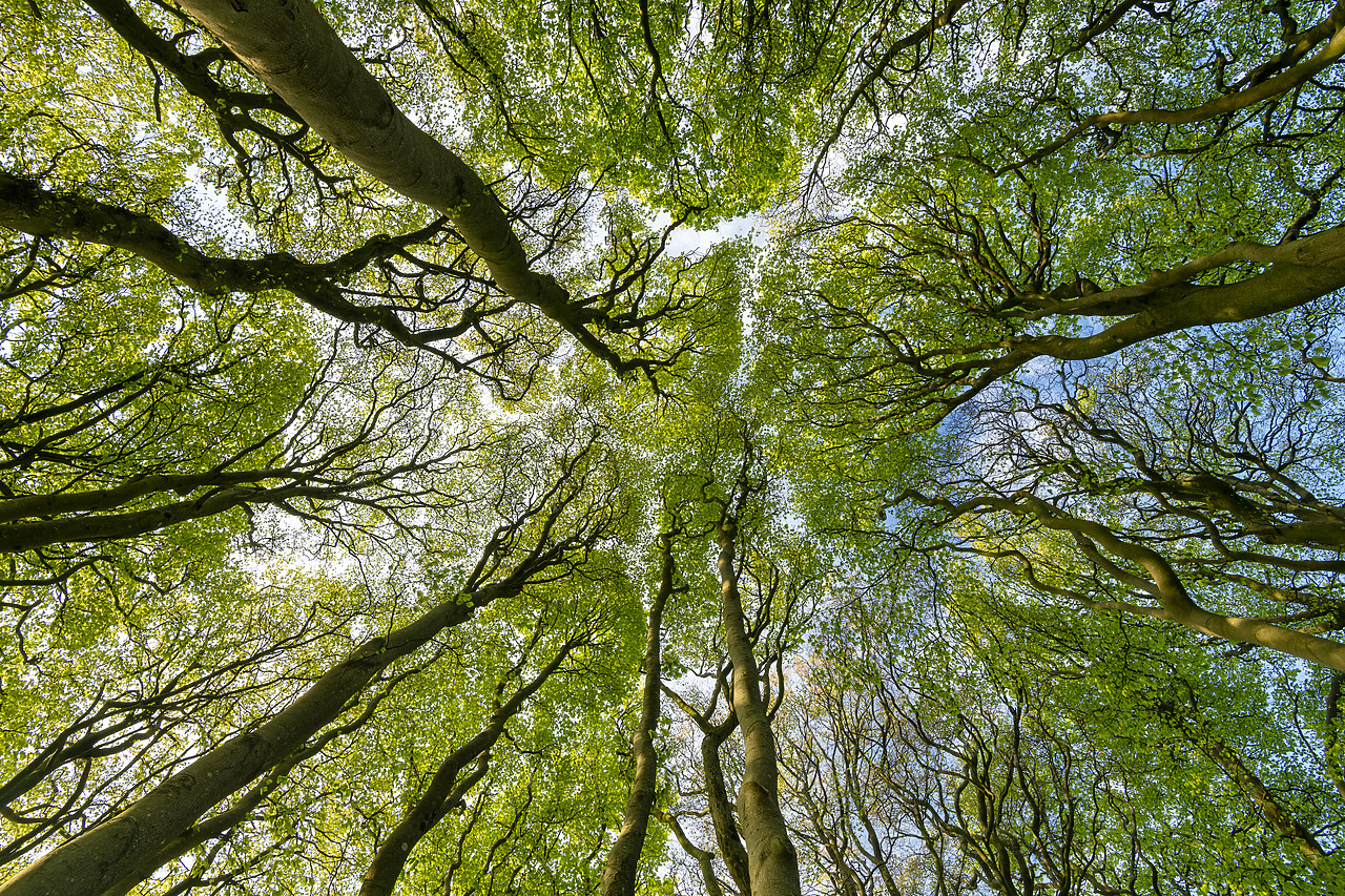 #410148-1 - Beech Tree Canopy Pattern, Win Green Hill, Wiltshire, England