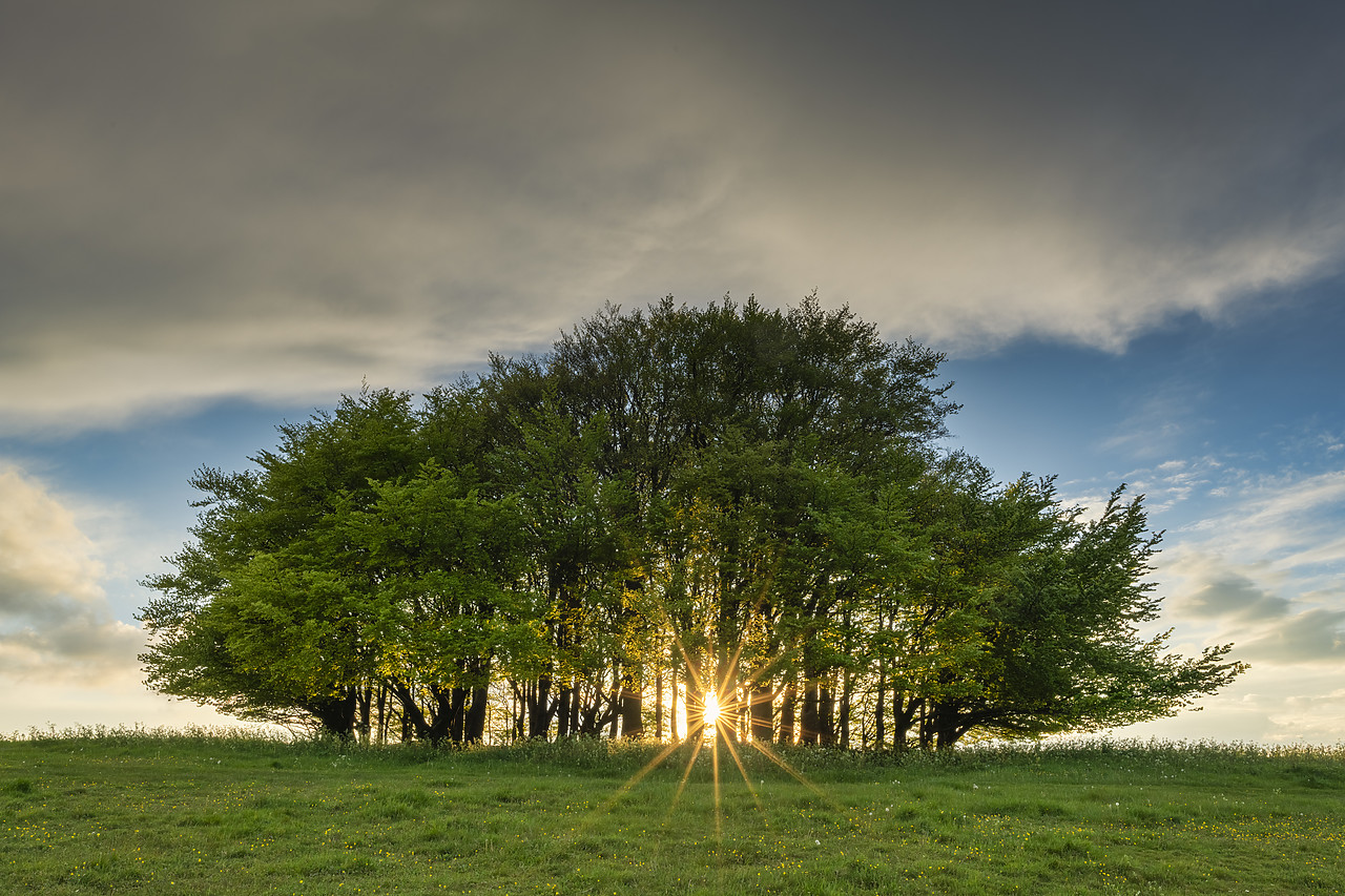 #410150-1 - Sunburst Through Beech Trees, Win Green Hill, Wiltshire, England