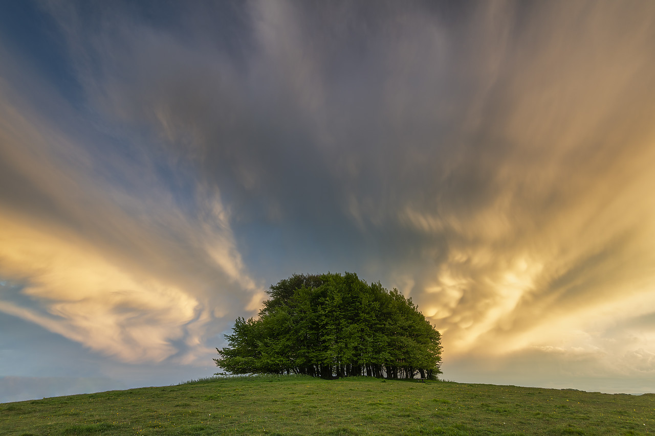 #410152-1 - Dramatic Clouds over Beech Trees, Win Green Hill, Wiltshire, England