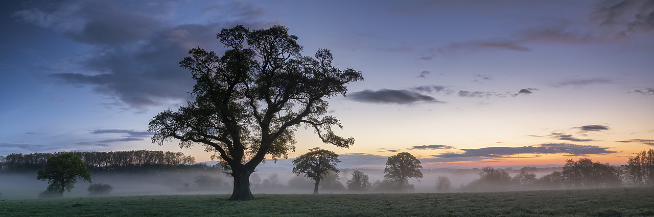 #410153-2 - Oak Tree in Mist, Dorset, England