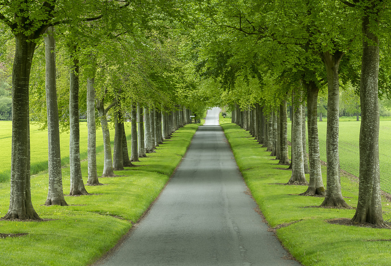 #410159-1 - Avenue of Beech Trees, near Wimborne, Dorset, England