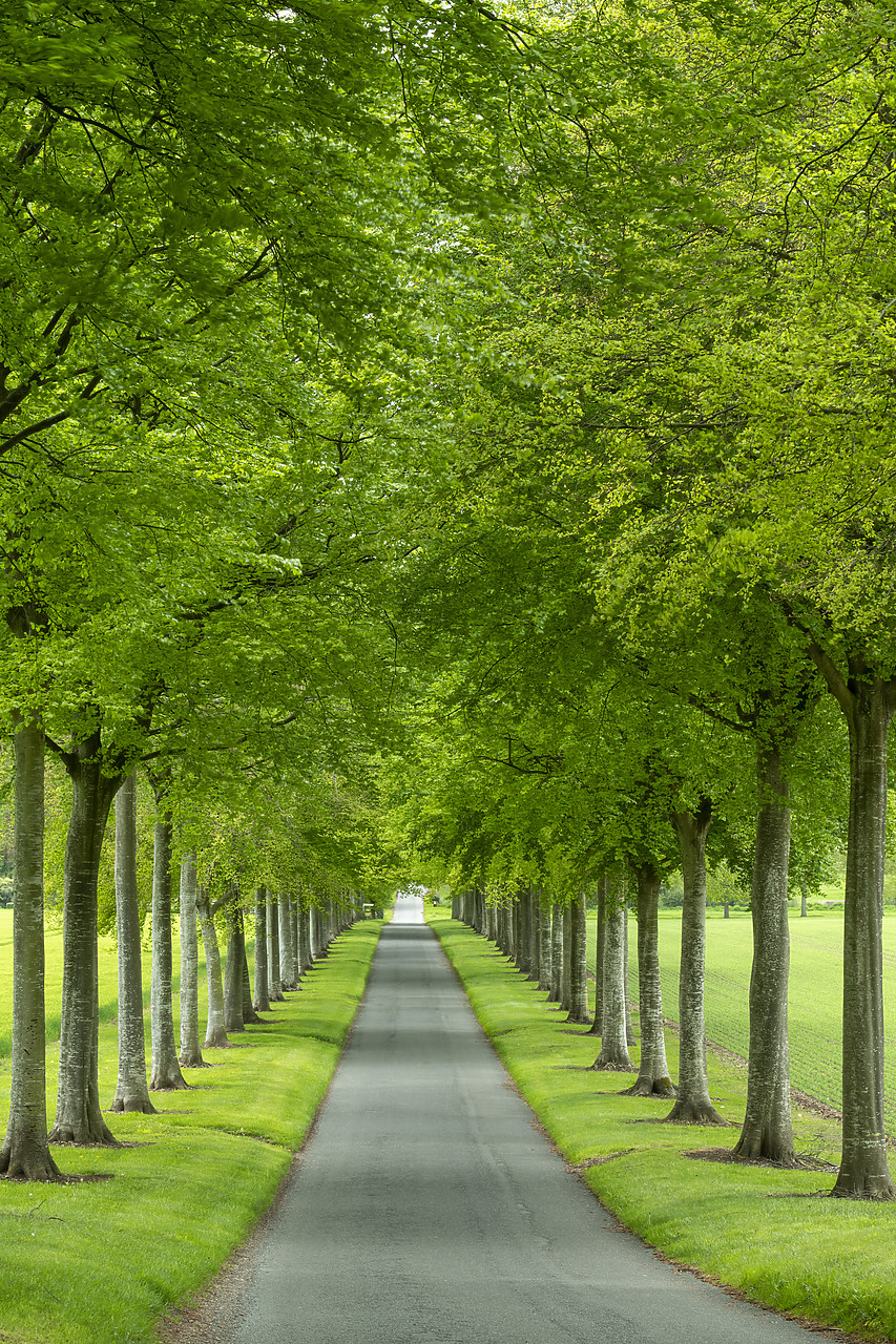#410159-2 - Avenue of Beech Trees, near Wimborne, Dorset, England