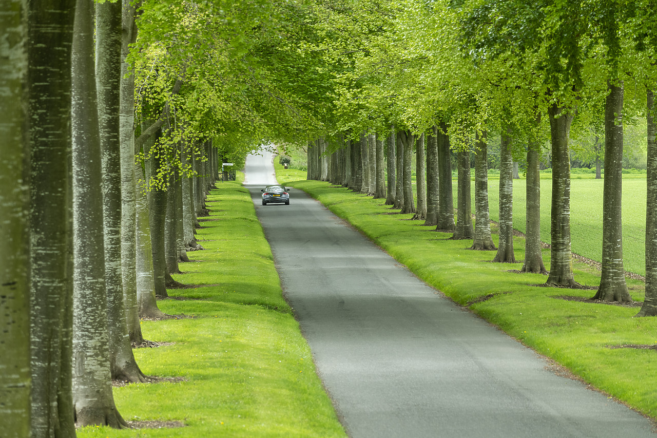 #410160-1 - Car Driving down Avenue of Beech Trees, near Wimborne, Dorset, England