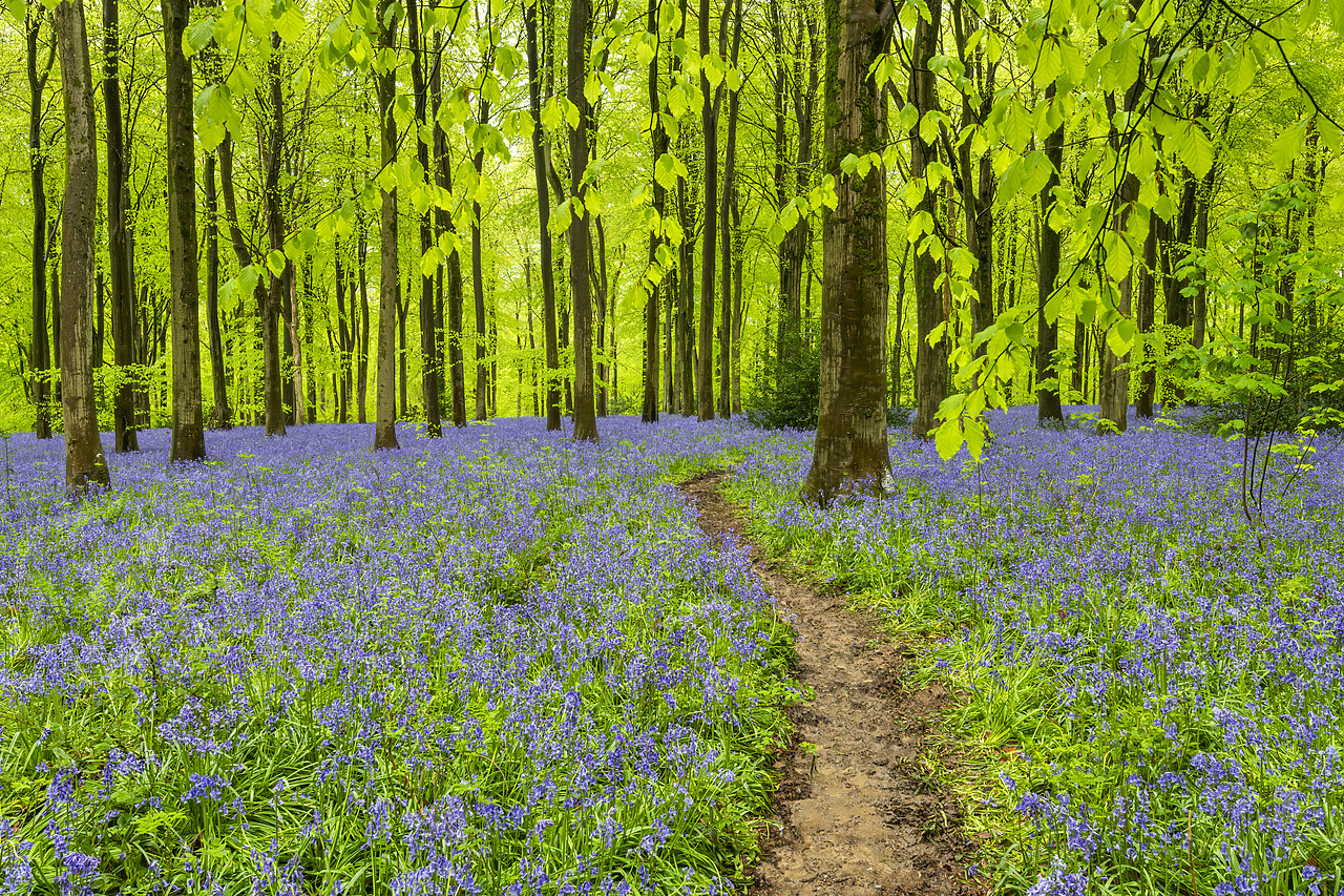 #410164-1 - Path Through Bluebells, West Woods, Wiltshire, England