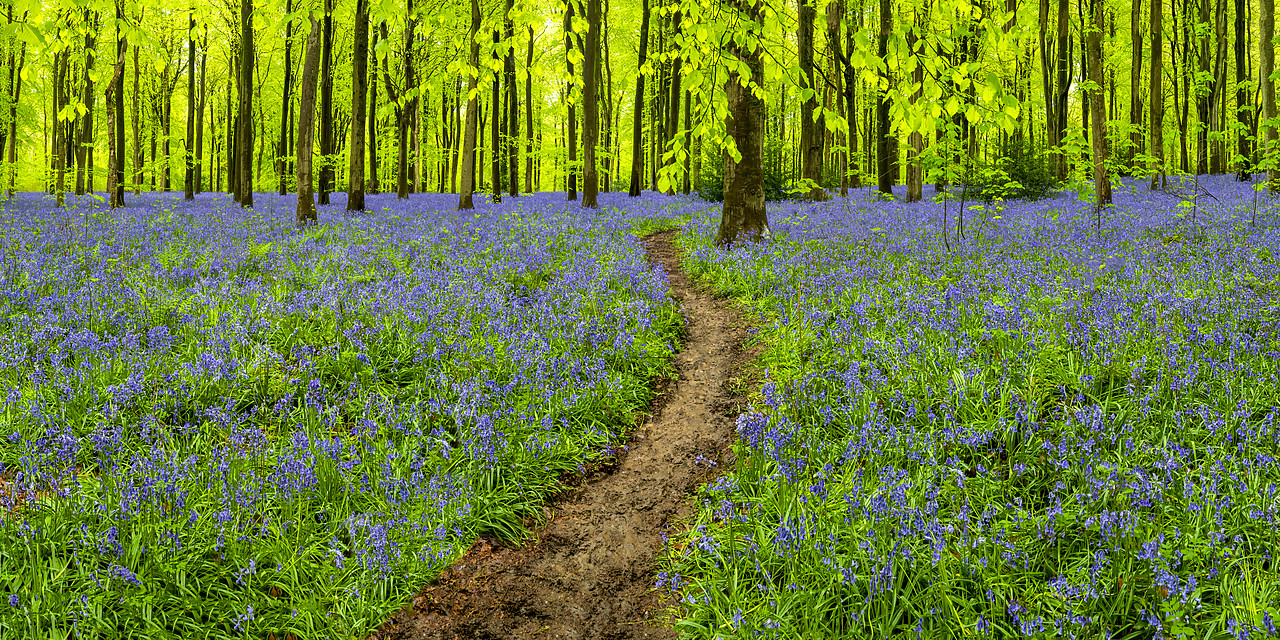 #410165-1 - Path Through Bluebells, West Woods, Wiltshire, England