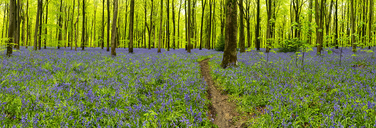 #410166-1 - Path Through Bluebells, West Woods, Wiltshire, England