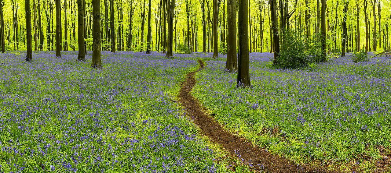 #410167-1 - Path Through Bluebells, West Woods, Wiltshire, England