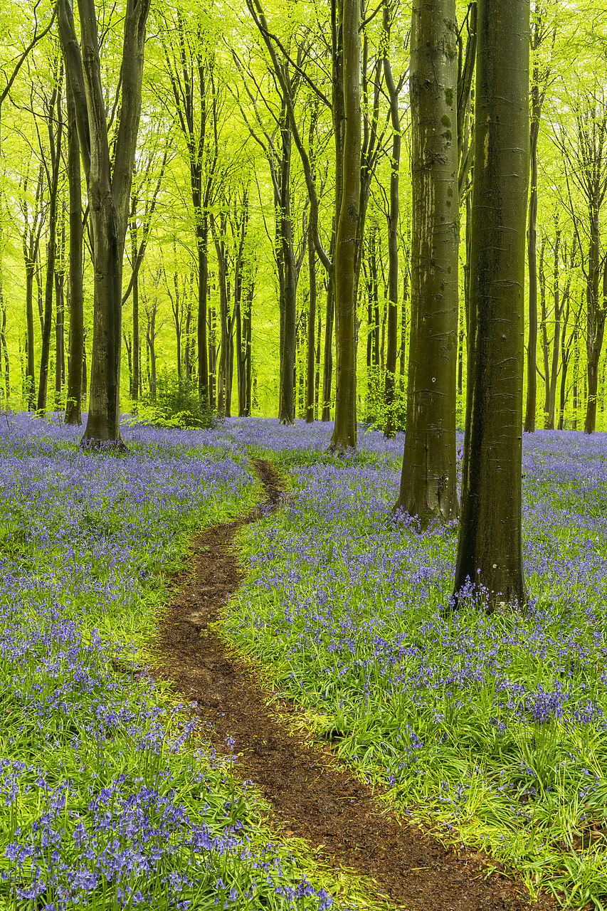 #410167-2 - Path Through Bluebells, West Woods, Wiltshire, England
