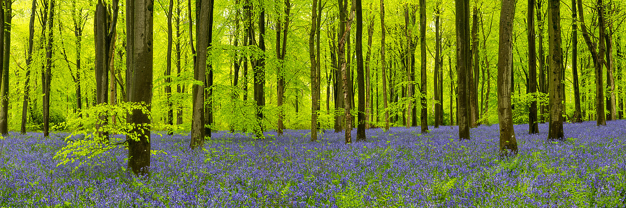 #410169-1 - Carpet of Bluebells, West Woods, Wiltshire, England