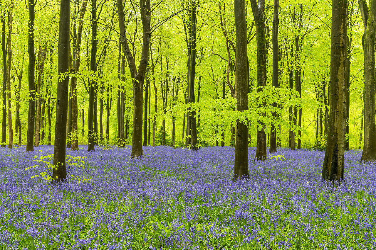 #410170-1 - Carpet of Bluebells, West Woods, Wiltshire, England