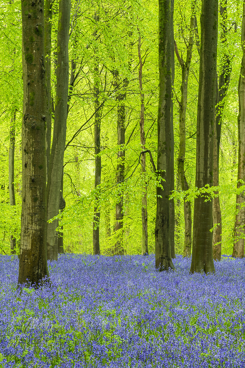 #410171-1 - Carpet of Bluebells, West Woods, Wiltshire, England