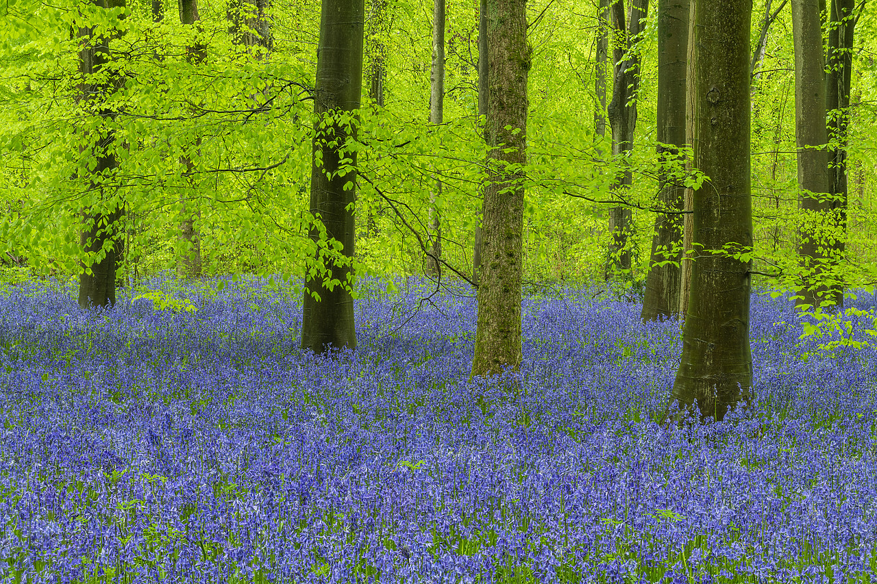 #410172-1 - Carpet of Bluebells, West Woods, Wiltshire, England