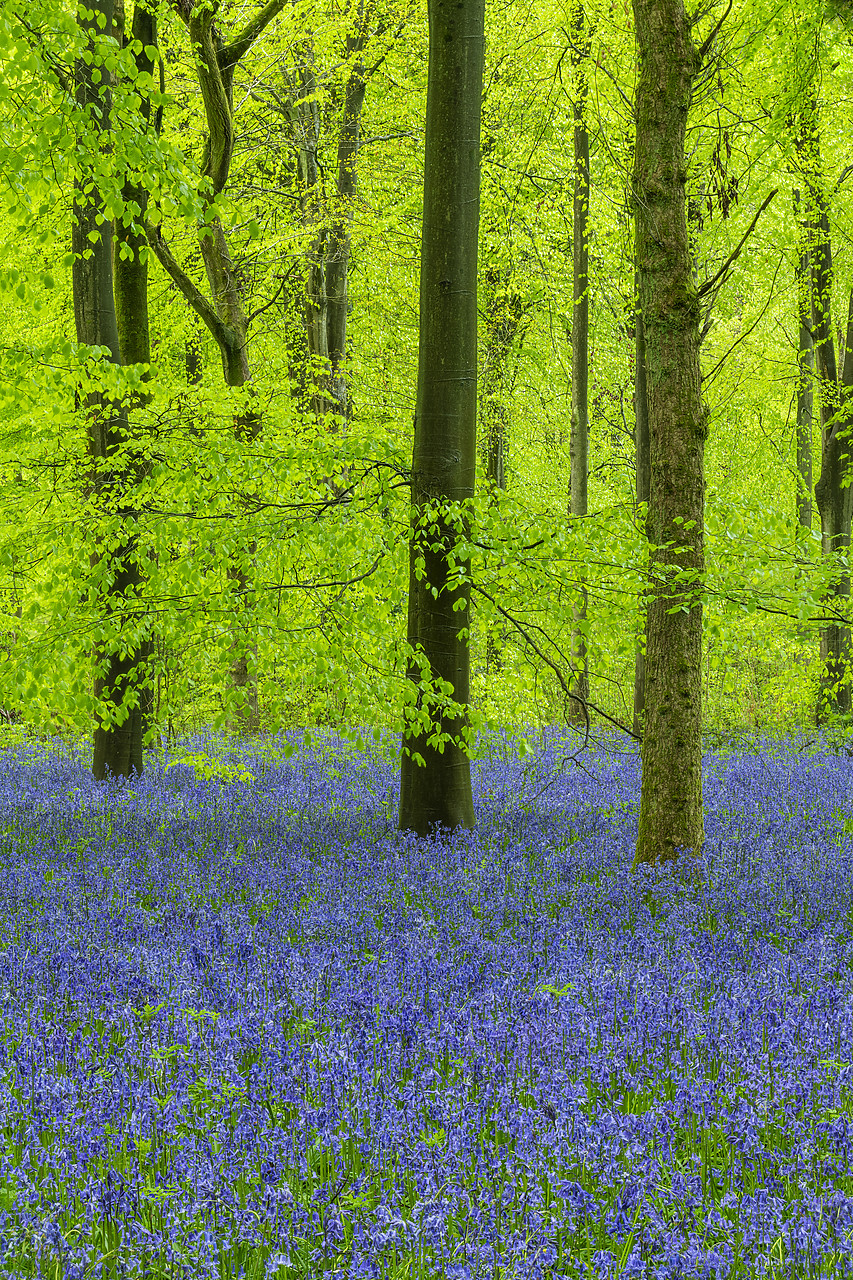 #410172-2 - Carpet of Bluebells, West Woods, Wiltshire, England