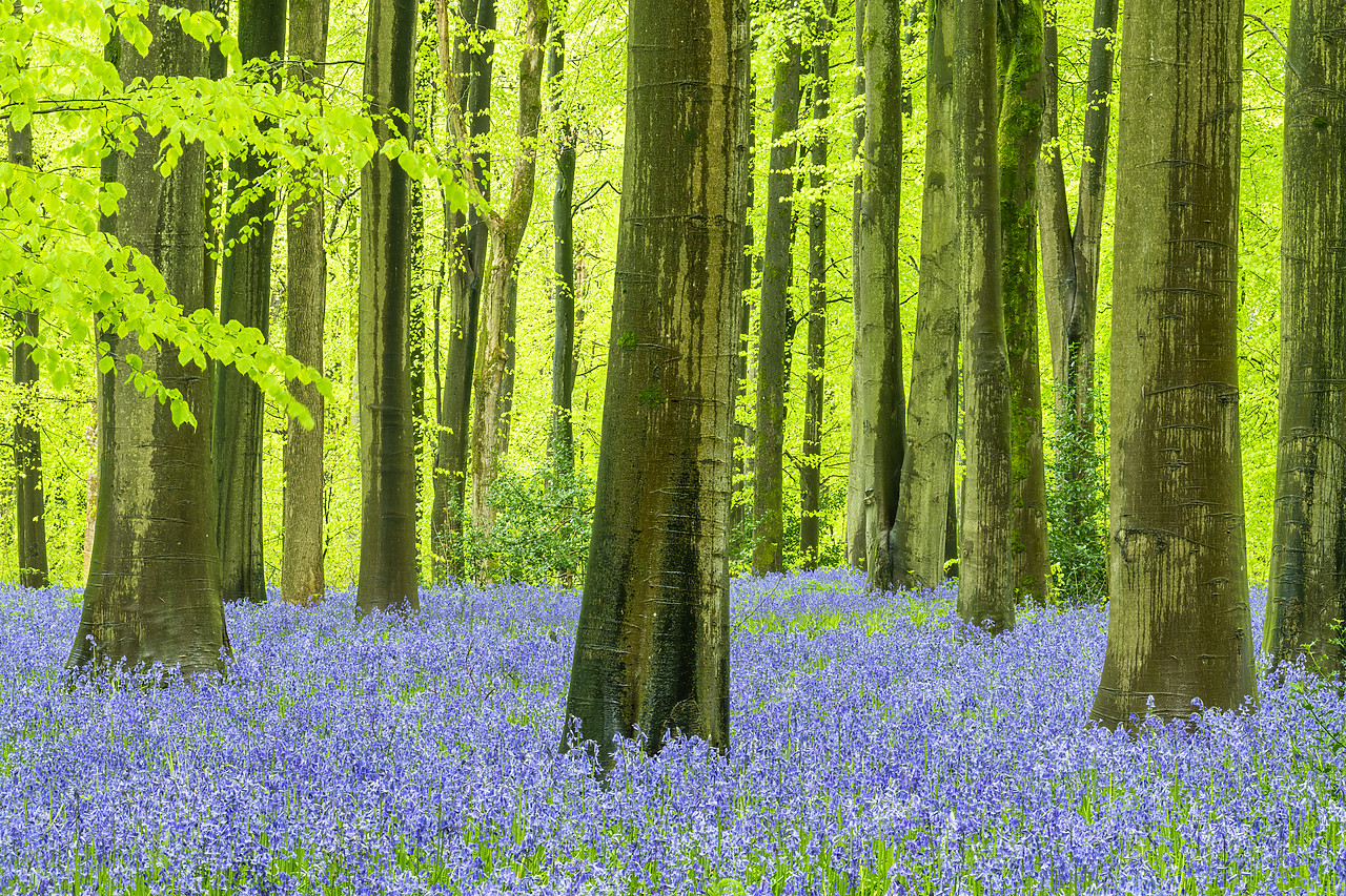 #410173-1 - Carpet of Bluebells, West Woods, Wiltshire, England
