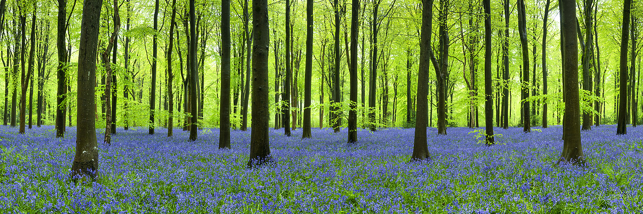 #410174-1 - Carpet of Bluebells, West Woods, Wiltshire, England