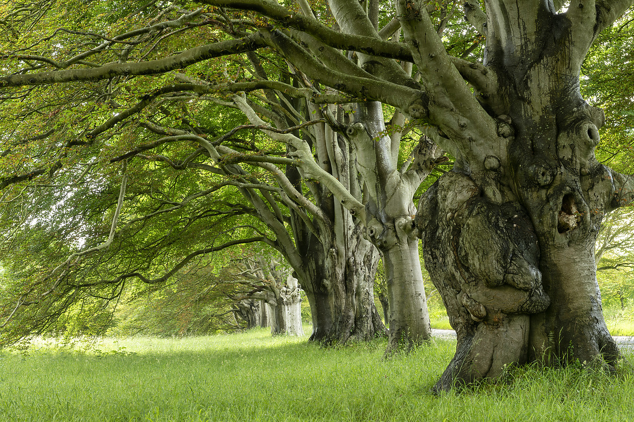 #410326-1 - Avenue of Beech Trees, Kingston Lacy, Dorset, England