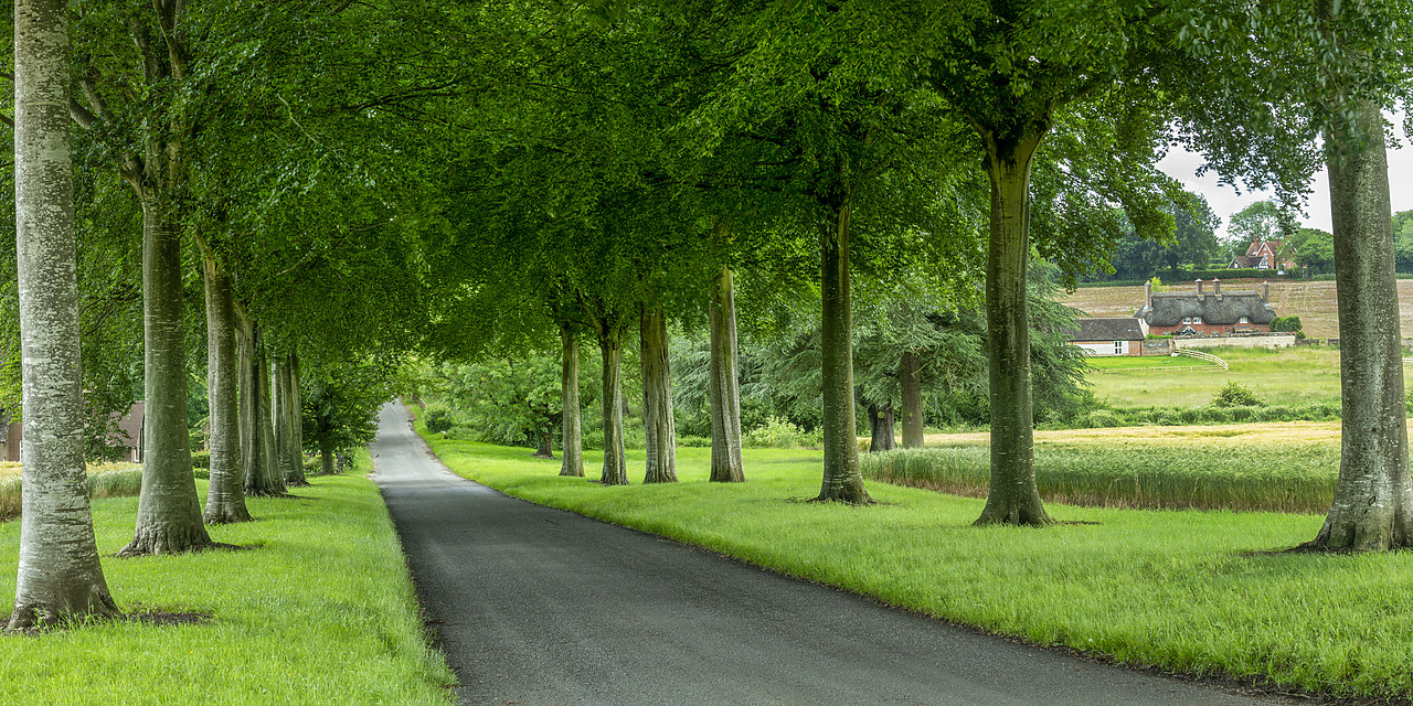 #410328-1 - Avenue of Beech Trees, near Wimborne, Dorset, England