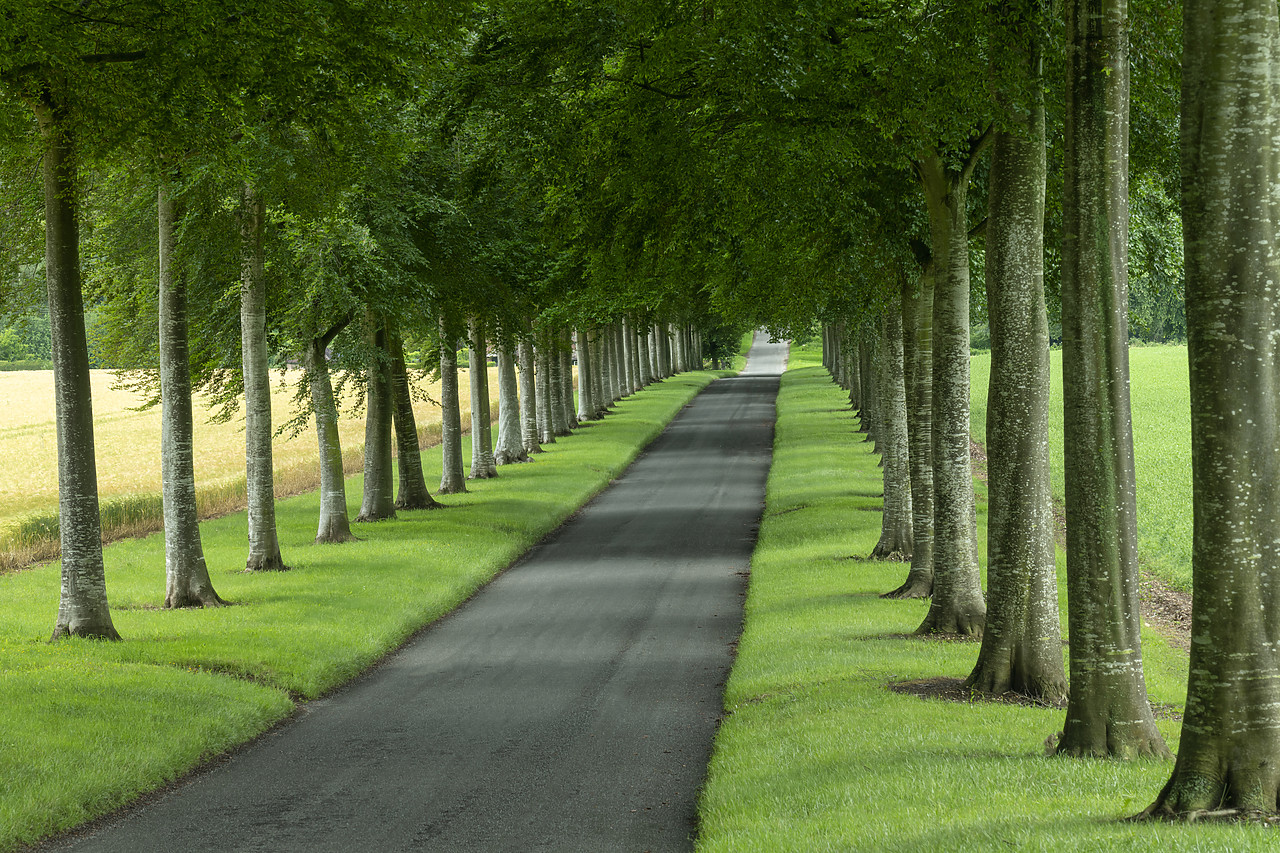 #410329-1 - Avenue of Beech Trees, near Wimborne, Dorset, England