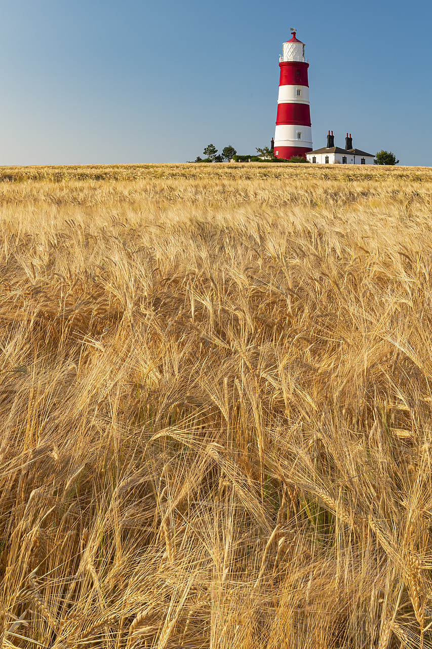 #410333-2 - Happisburgh Lighthouse & Field of Wheat, Norfolk, England