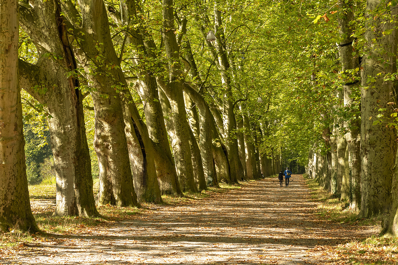 #410393-1 - Couple Walking along Lane of Sycamore Trees, Tubingen, Baden-Wurttemberg, Germany