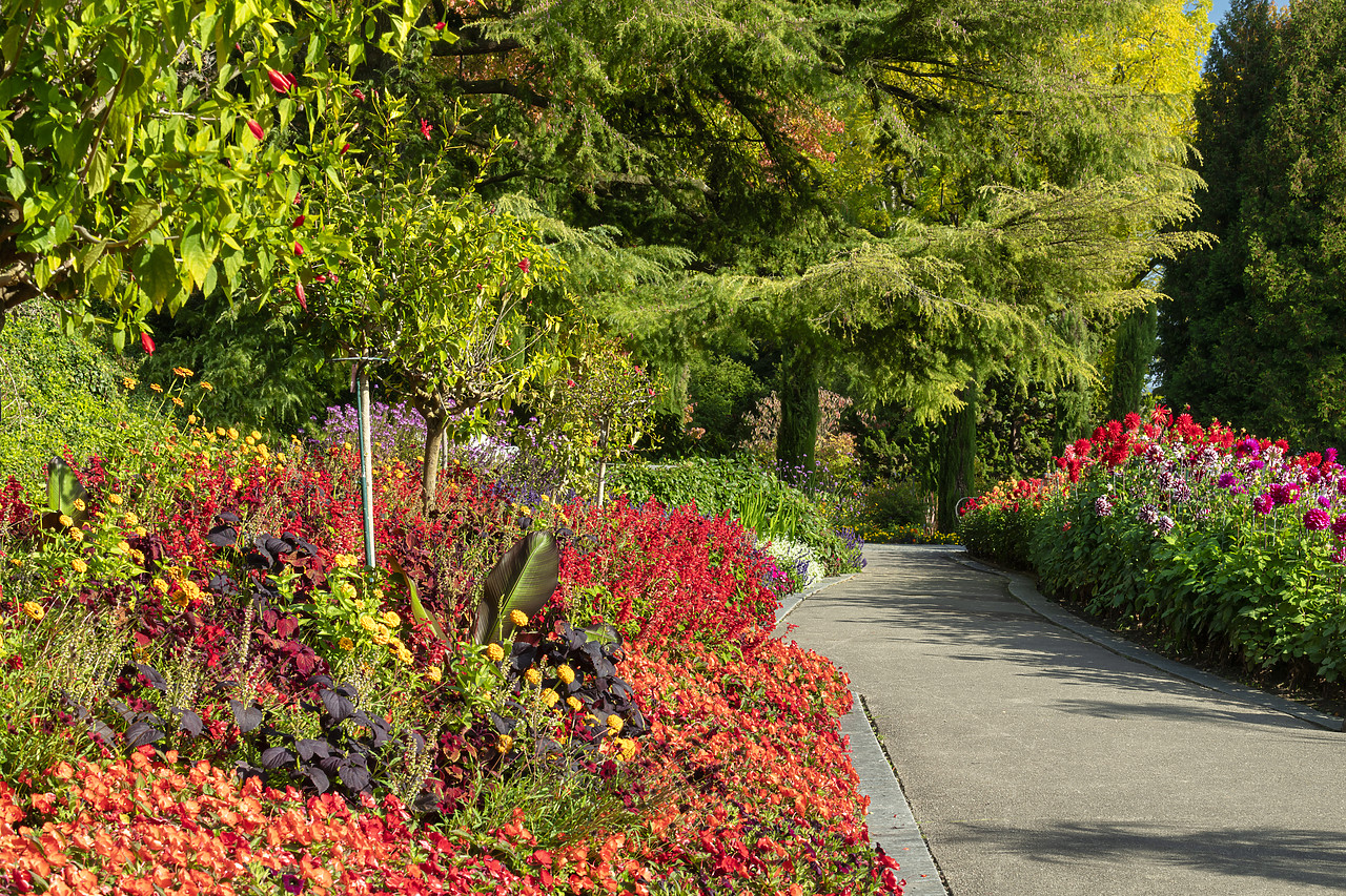 #410413-1 - Footpath Through Dahlia Garden, Mainau Island, Lake Constance, Germany
