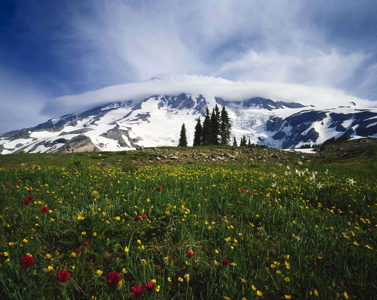 #83145 - Paradise Meadow, Mt. Rainier National Park, Washington, USA