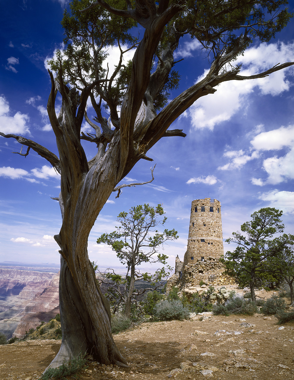 #85295 - Watch Tower Framed by Juniper Tree, Grand Canyon National Park, Arizona, USA