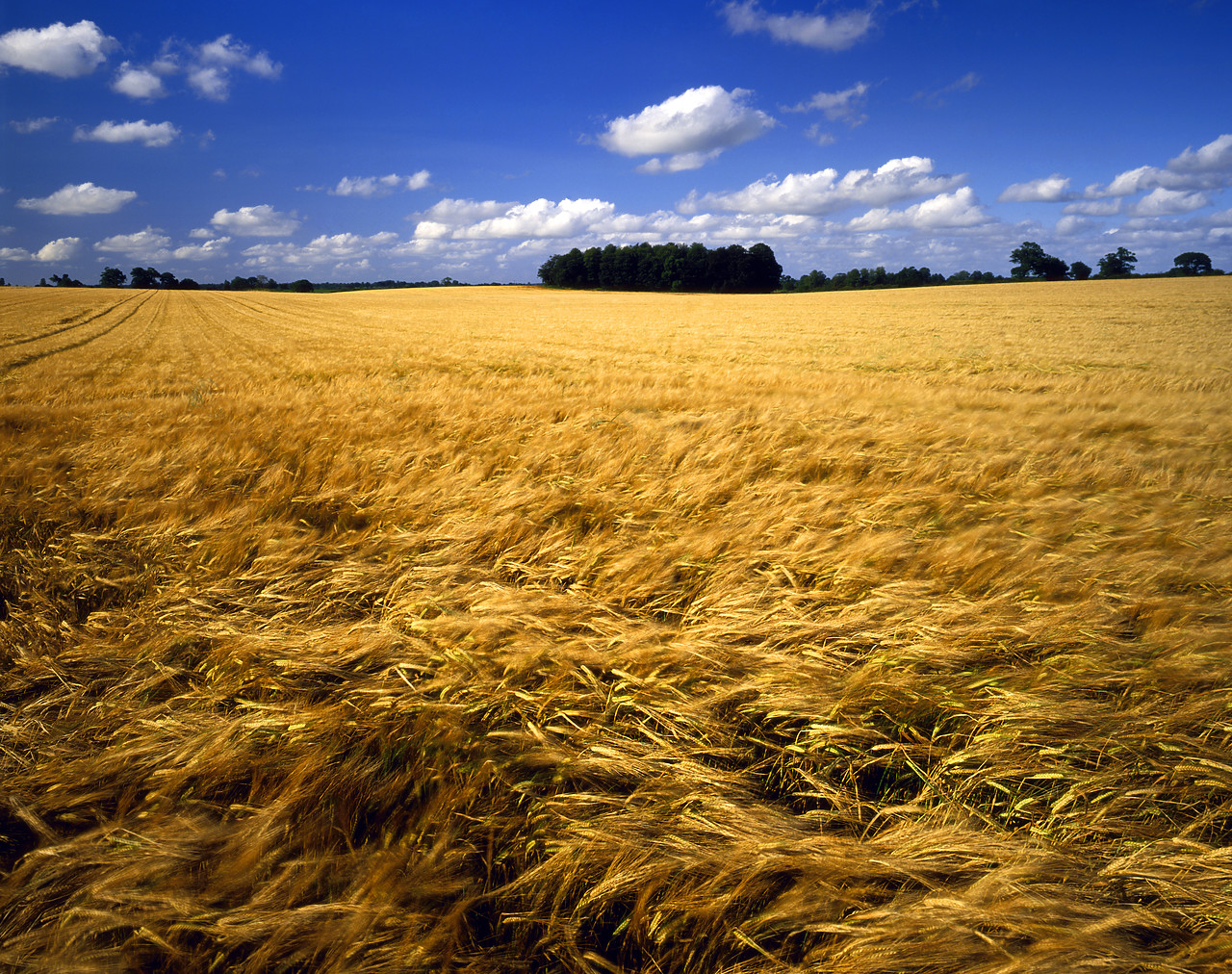 #87989 - Field of Barley, Norfolk, England