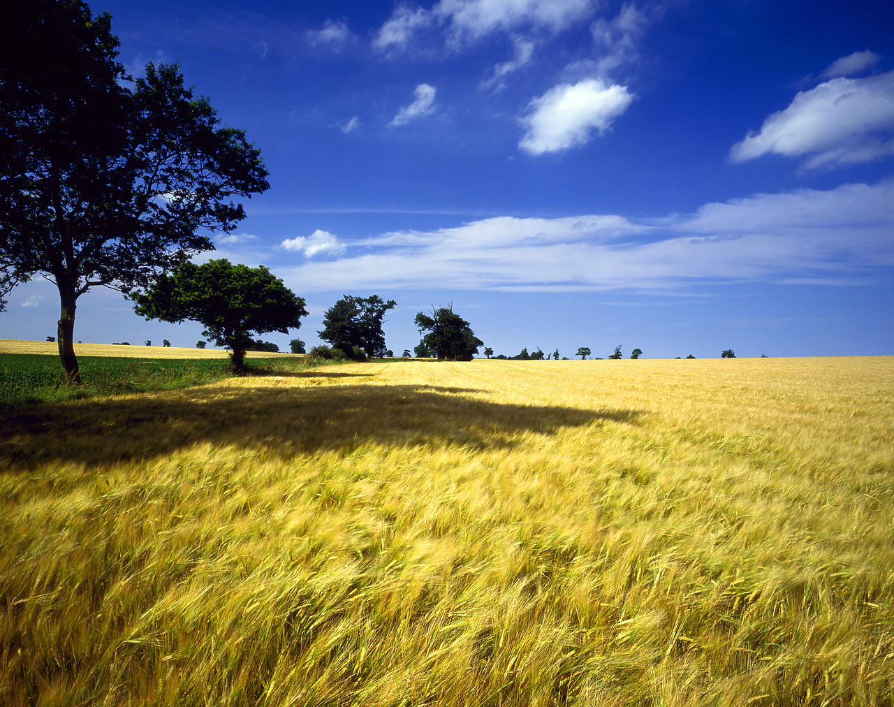 #87990-1 - Field of Barley, Norfolk, England