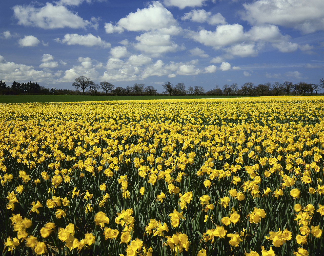 #881260-1 - Field of Daffodils, Norfolk, England